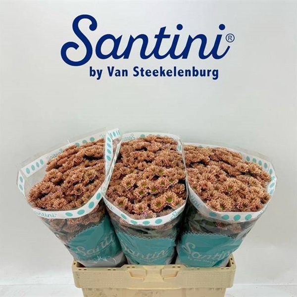 <h4>CHR SAN KINDLY SALM</h4>