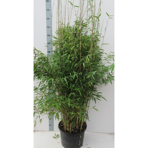 Fargesia 'Obelisk' ® - 25 ltr