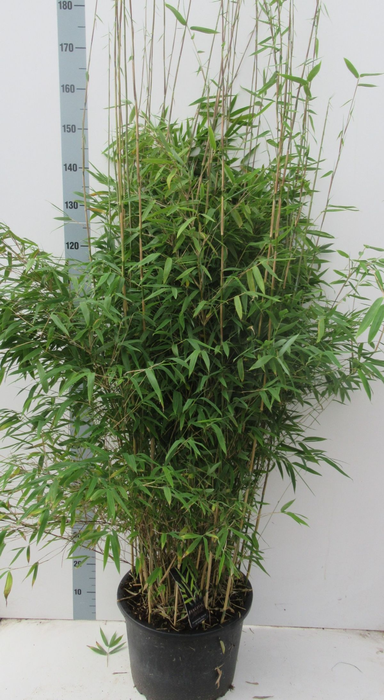 <h4>Fargesia 'Obelisk' ® - 25 ltr</h4>