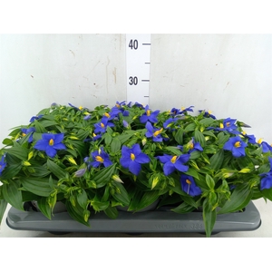 Exacum trinervium 'Sapphire'