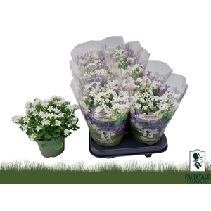 CAMP POR WHI GET MEE