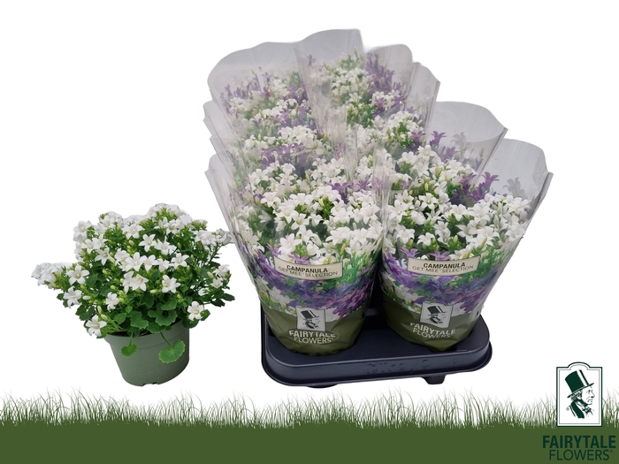 <h4>CAMP POR WHI GET MEE</h4>