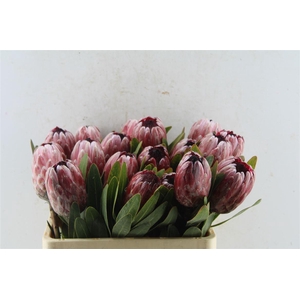Protea Pink Ice