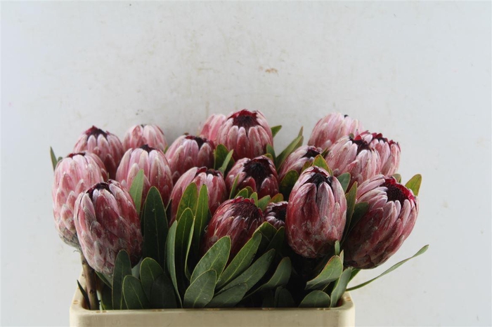 <h4>Protea Pink Ice</h4>