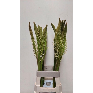 EREMURUS HIMALAICUS