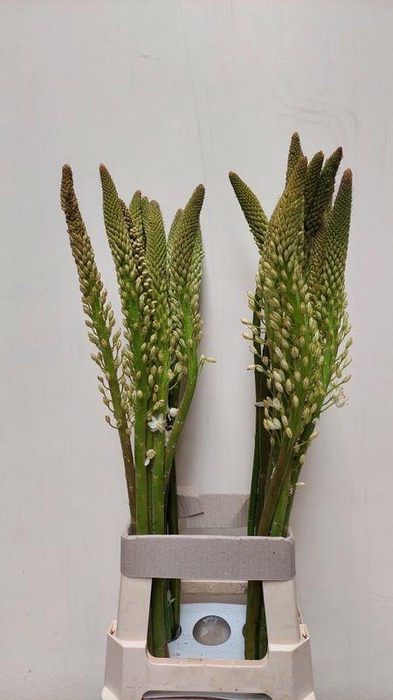 <h4>EREMURUS HIMALAICUS</h4>
