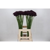 Allium Atropurpureum