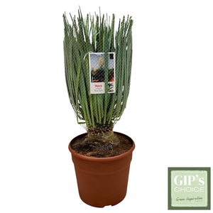 Yucca rostrata 'Blue Swan' 40/60 12Ltr