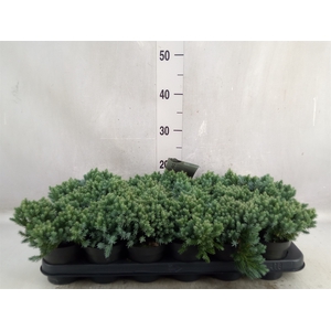 Juniperus squamata 'Blue Star'