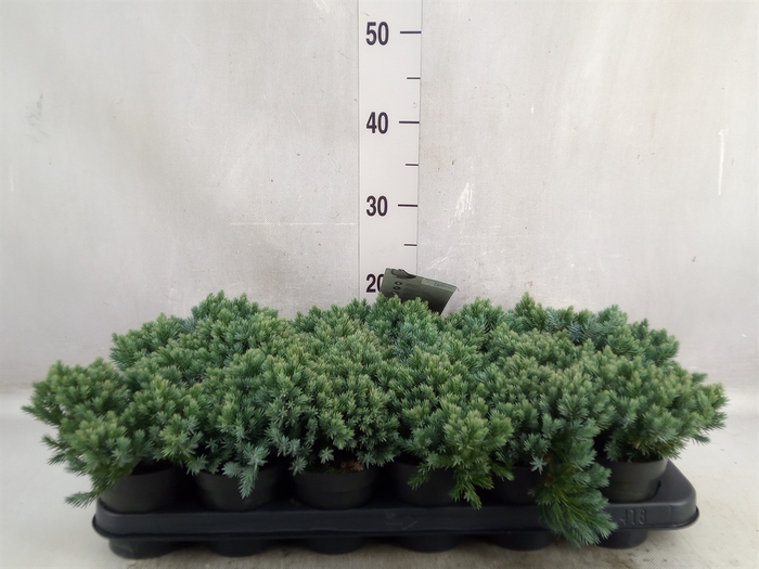 <h4>Juniperus squamata 'Blue Star'</h4>