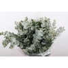 Euca Cinerea 300gr P Bunch