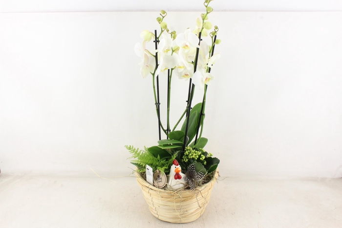 <h4>arr2 PL - MAnd Paia naturel phal.</h4>