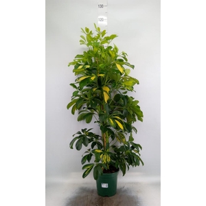 Schefflera arbor. 'Dalton'