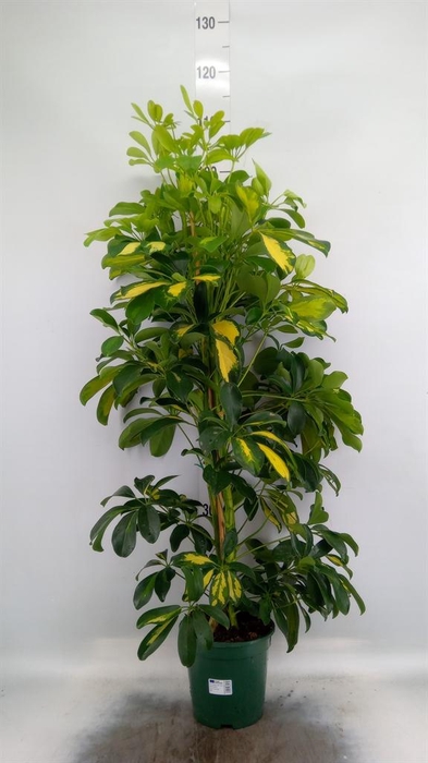 <h4>Schefflera arbor. 'Dalton'</h4>