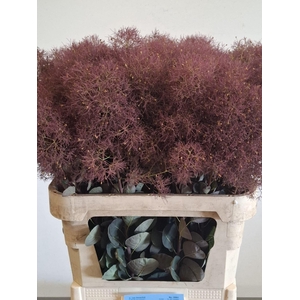 COTINUS COGGYGRIA MAGICAL TORCH