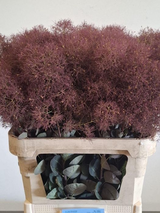 <h4>COTINUS COGGYGRIA MAGICAL TORCH</h4>