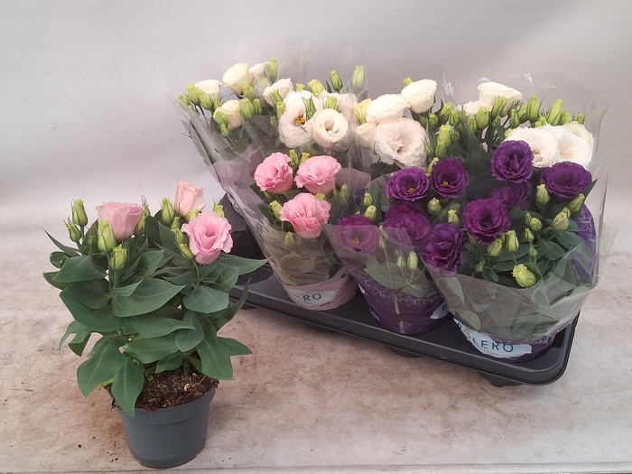 <h4>EUST JULIETTA GEM</h4>