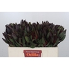 Leucadendron Saf Sunset Dark R.