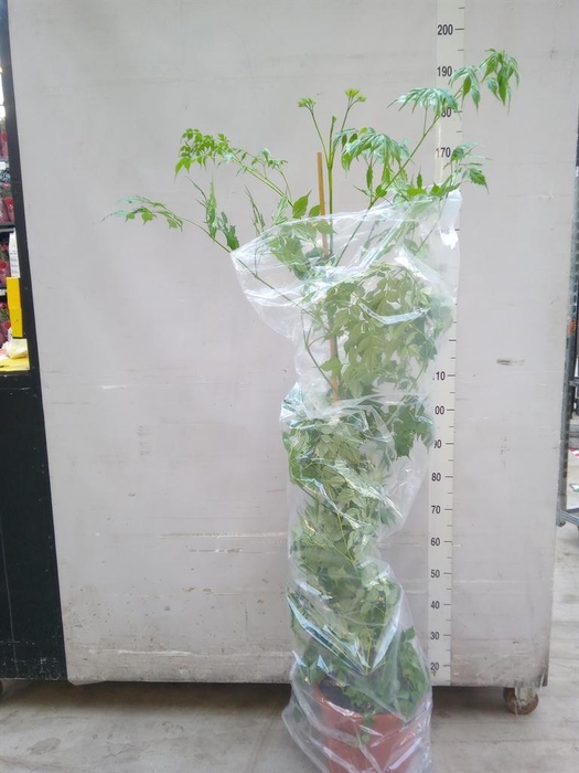 <h4>Radermachera sinica</h4>