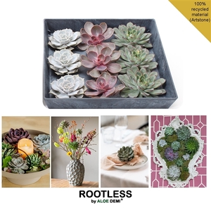 ROOTLESS Echeveria 9x, 7-10 cm presentatie display