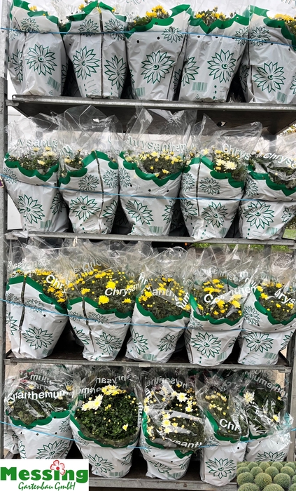 <h4>CHRYS GARDEN MUMS GM</h4>