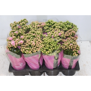 KALANCHOE DOBRADO MINI P09 ROSA