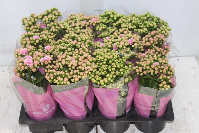 <h4>KALANCHOE DOBRADO MINI P09 ROSA</h4>