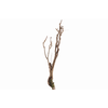 Syringa Branch Extra Mohaupt