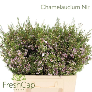 Chamelaucium Nir