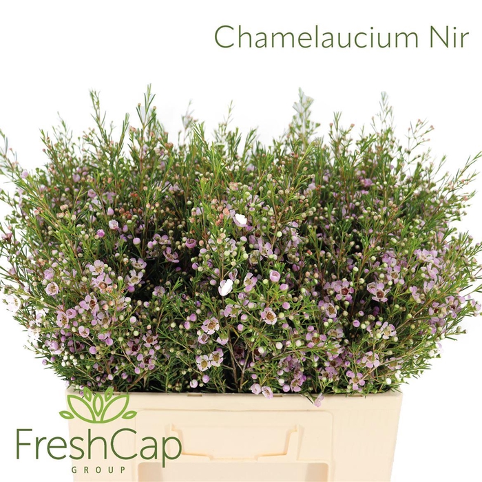 <h4>Chamelaucium Nir</h4>