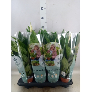 Spathiphyllum  'Sweet Ricardo'