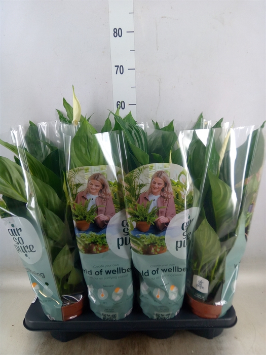 <h4>Spathiphyllum  'Sweet Ricardo'</h4>