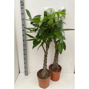 PACHIRA AQUATICA