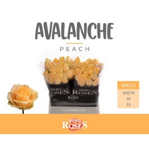 R GR AVALANCHE PEACH+