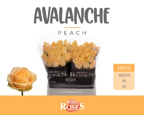 <h4>R GR AVALANCHE PEACH+</h4>