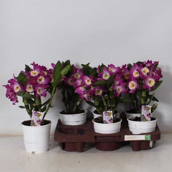 <h4>DEND NOBILE</h4>