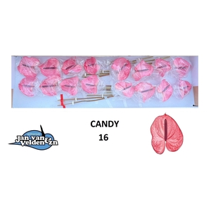 ANTH A CANDY
