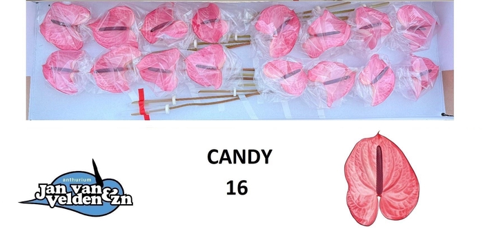 <h4>ANTH A CANDY</h4>