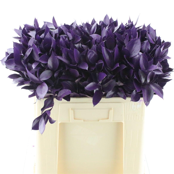 <h4>Ruscus L60 Klbh Purple</h4>