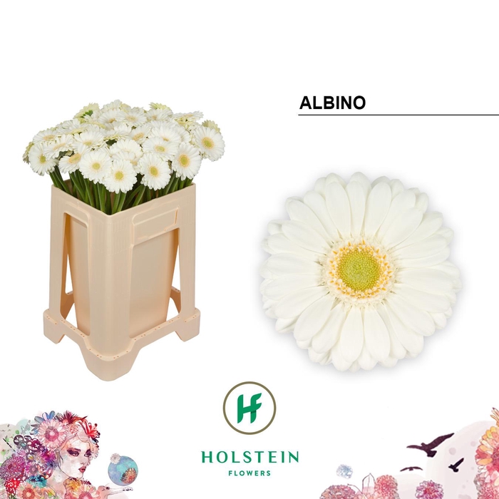 <h4>GE MI ALBINO EMMER X80</h4>