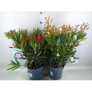 Nerium oleander   ...