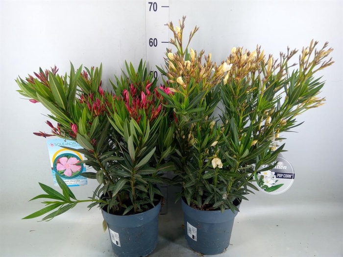 <h4>Nerium oleander   ...</h4>