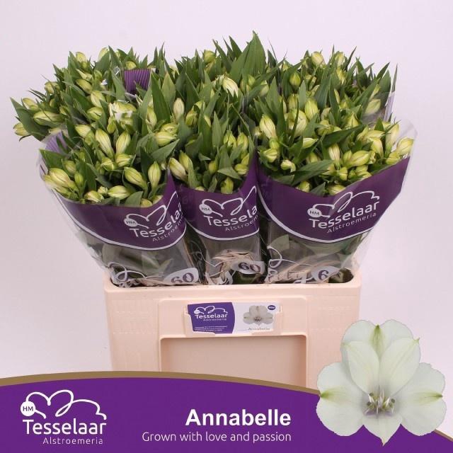 <h4>ALSTR ANNABELLE</h4>