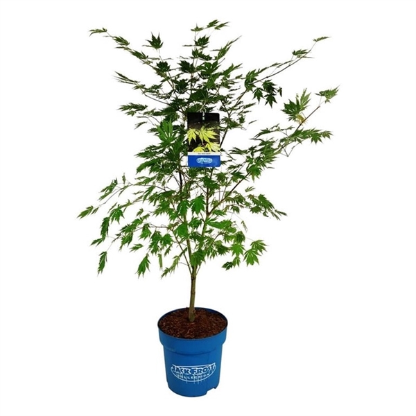 <h4>Acer Arctic Jade ®</h4>