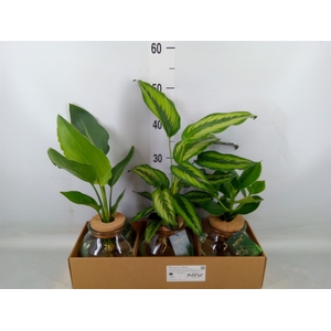Planten  ..mix