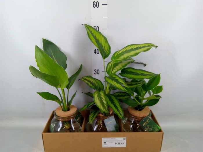 <h4>Planten  ..mix</h4>