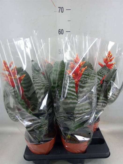 <h4>Aechmea   ...</h4>