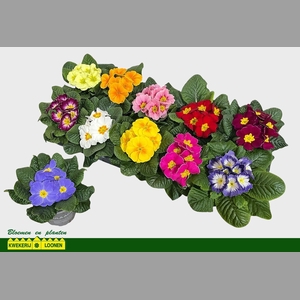 PRIM AC PARADISO GEM