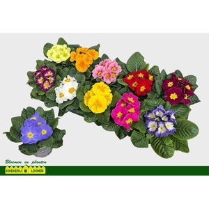 PRIM AC PARADISO GEM