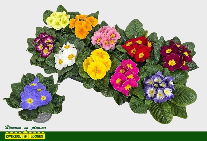 <h4>PRIM AC PARADISO GEM</h4>